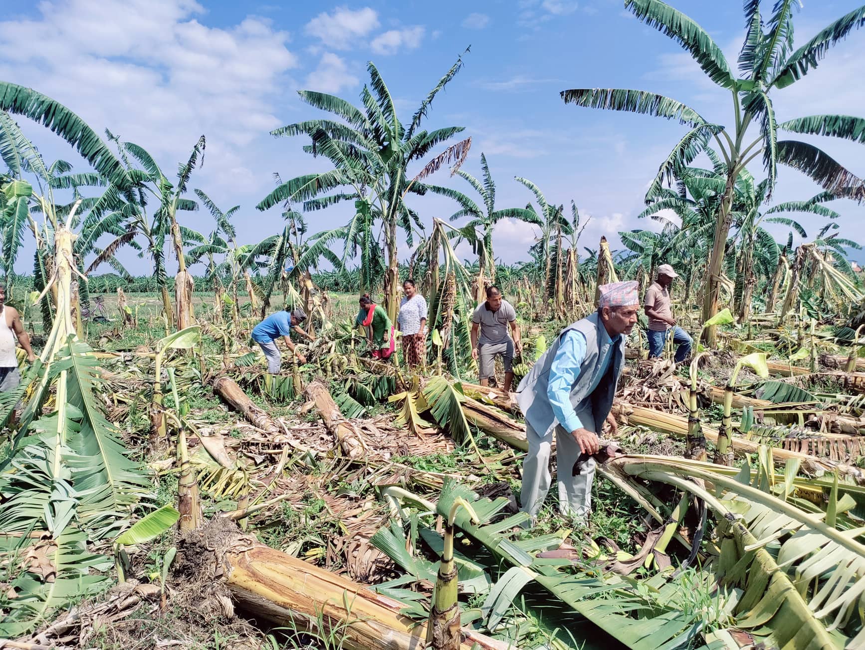 विमा रकम नपाउदा बाराका किसान पीडित